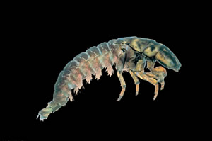 Caddisfly Larva. Photo by Richard T. Bryant. Email richard_t_bryant@mindspring.com